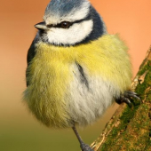 sýkorka belasá (Parus caeruleus)