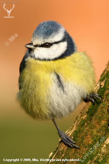 sýkorka belasá (Parus caeruleus)