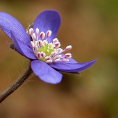 Pečeňovník trojlaločný (Hepatica nobilis)