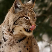 rys ostrovid (Lynx lynx)