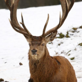 Jeleň lesný (Cervus elaphus)