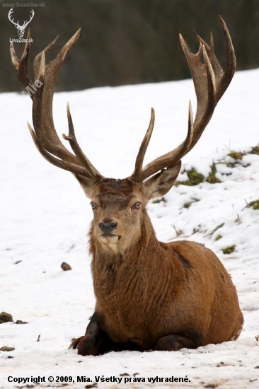 Jeleň lesný (Cervus elaphus)