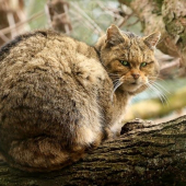 Mačka divá (Felis silvestris)