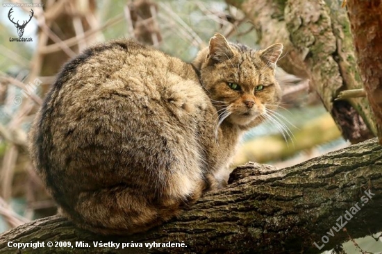 Mačka divá (Felis silvestris)