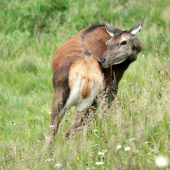 čo to cítim?