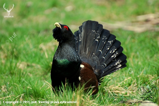 Tetrov Hlucháň (Tetrao Urogallus)