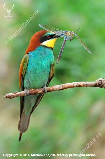 merops apiaster