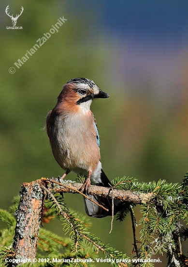 Garrulus glandarius