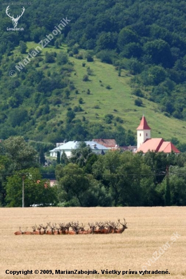 Aj jeleni chodia pod kostolík...