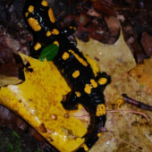 salamandra škvrnitá (Salamandra salamandra)