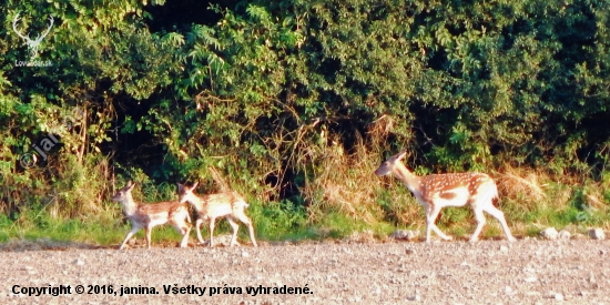 Ze šoulačky.