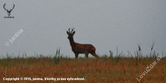 Z ranní šoulačky.