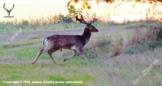 Z čekané.