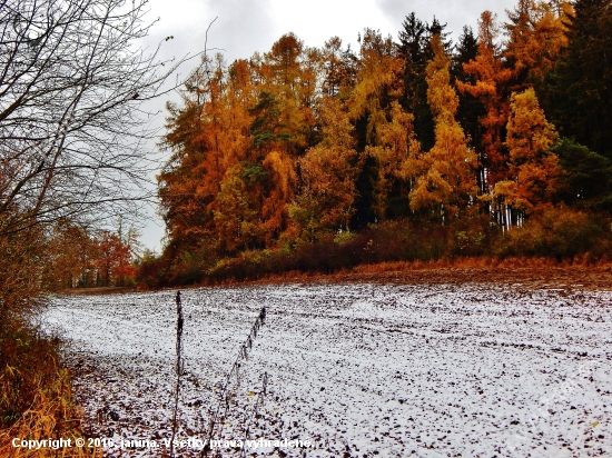 Z čekané.