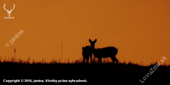 Z večerní čekané.