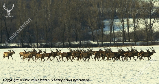 partia juniórov...