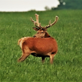 májový jeleň