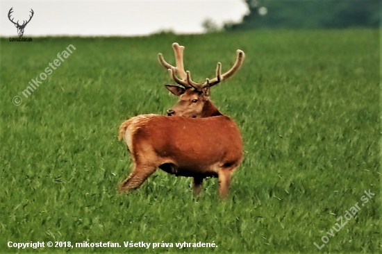 májový jeleň