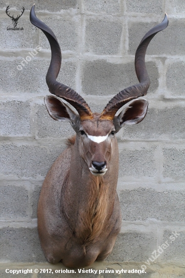 kudu