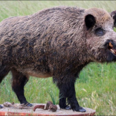 celý-mal vyše 200kg