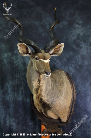 kudu