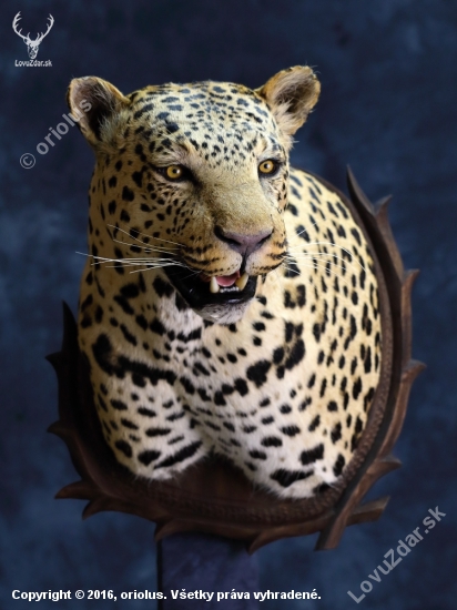 leopard