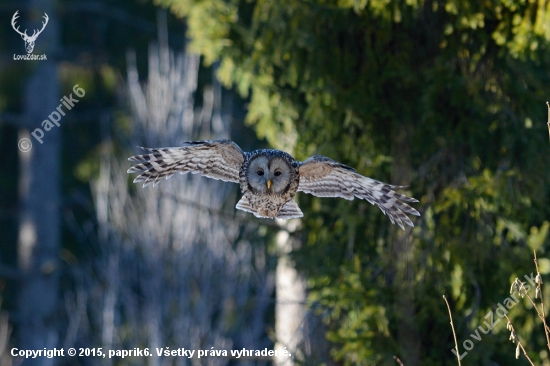 Strix uralensis