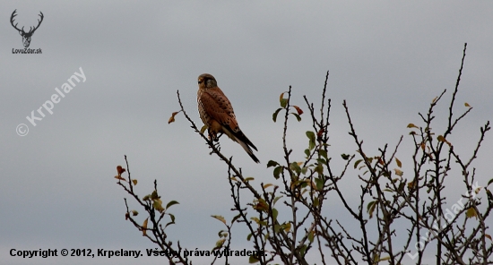 Falco tinnunculus