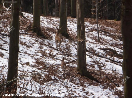 špicák s muflonkou ešte raz