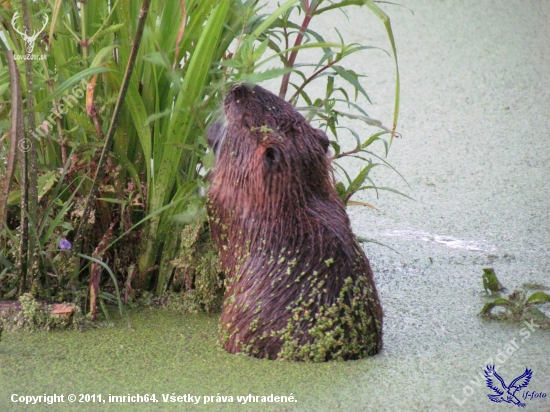 Nutria riečna