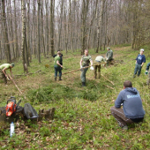 Odvetvovanie guľatiny