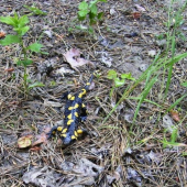 Salamandra škvrnitá