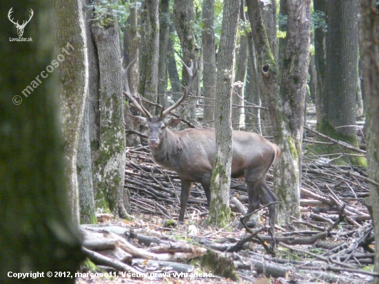 cervus elaphus