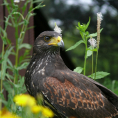 parabuteo unicinctus