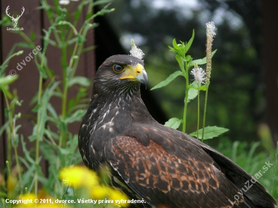 parabuteo unicinctus