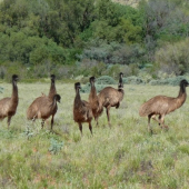 Emu