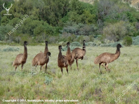 Emu