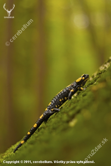 Salamandra