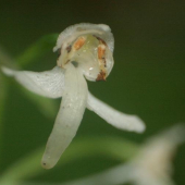 Vemenník zelenkastý (Platanthera chlorantha)