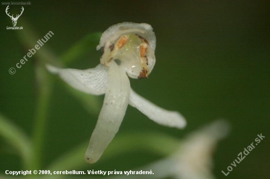 Vemenník zelenkastý (Platanthera chlorantha)