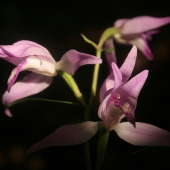 Prilbovka červená (Cephalanthera rubra)