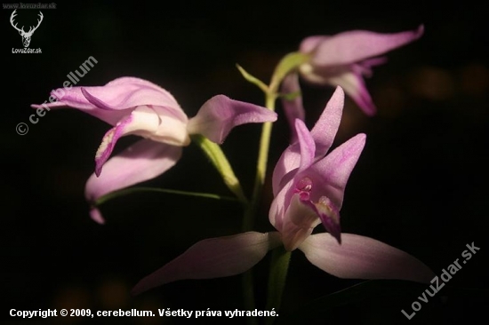 Prilbovka červená (Cephalanthera rubra)