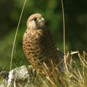 Sokol myšiar (Falco tinnunculus)