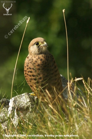 Sokol myšiar (Falco tinnunculus)