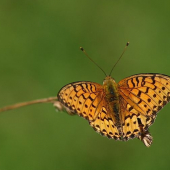 Perlovec veľký (Argynnis aglaja)