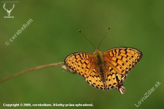 Perlovec veľký (Argynnis aglaja)