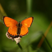 Ohniváčik zlatobyľový (Lycaena virgaureae)