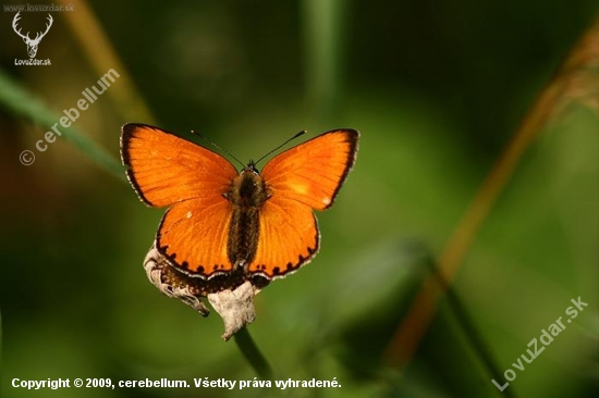 Ohniváčik zlatobyľový (Lycaena virgaureae)