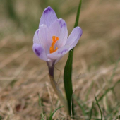 Šafran karpatský (Crocus heuffelianus)