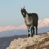 Zdivená koza na Folkmarskej skale